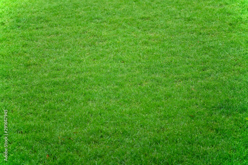 Green Manila grass field texture