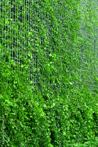 Dolichandra wall over metal wire grid on vertical garden photo
