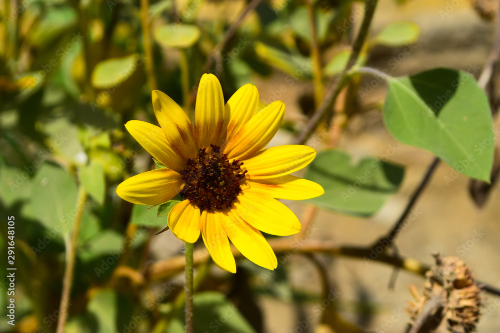 close up of sunflower outdoor, summer nature wallpaper close up of sunflower outdoor, summer nature wallpaper