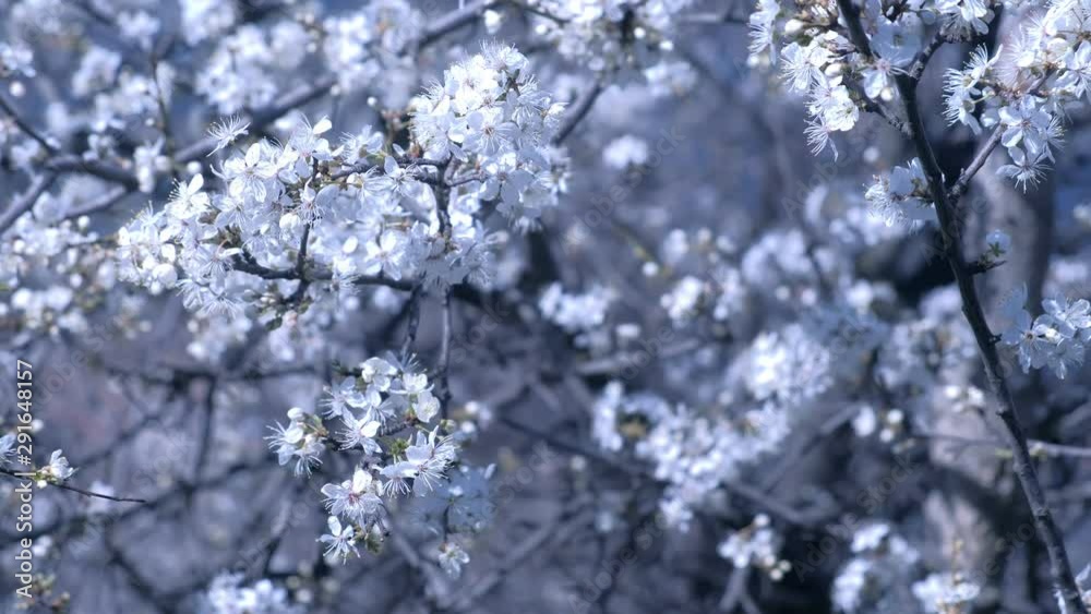 Beautiful small white flowers cover tree branches on white blur tree background, closeup view. Beautiful small white flowers cover tree branches on white blur tree background, closeup view.