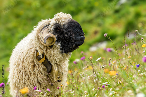 Valais blacknose sheep 