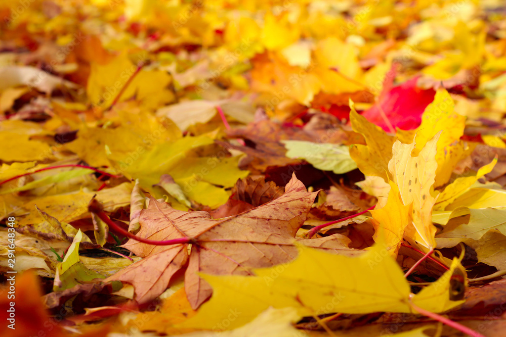 golden autumn foliage: fallen maple leaves close up, background, wallpaper