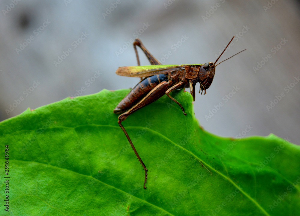 Grasshopper on a green leaf. Wildlife. Grasshopper on a green leaf. Wildlife.