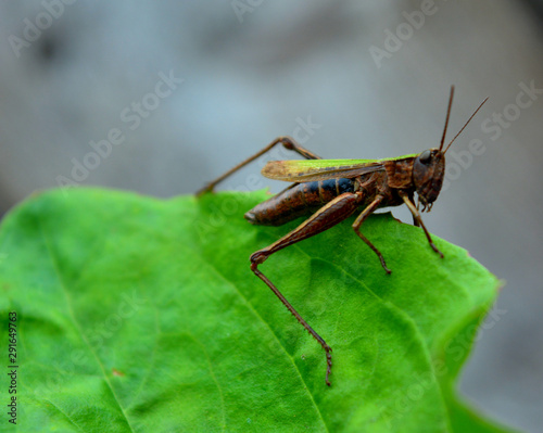 grasshopper on leaf © alex2016