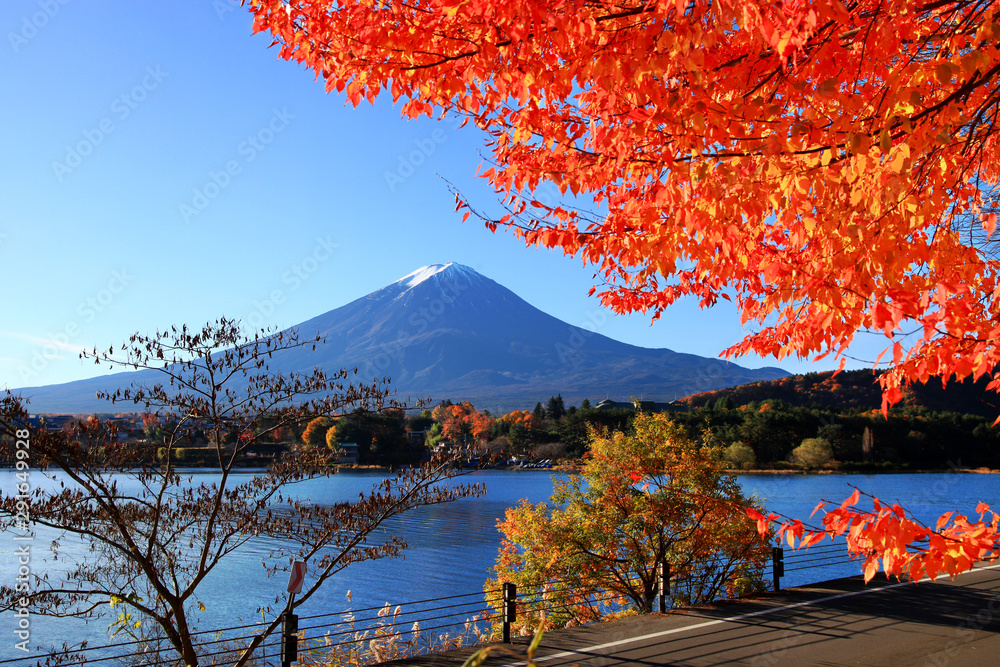Mount Fuji and sakura autumn leaves at the northern shores of Lake Kawaguchi in Yamanashi, Japan