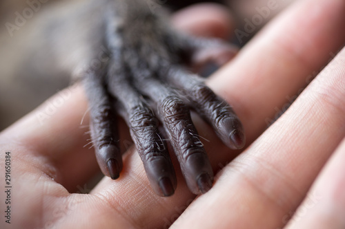 Photography A small monkey hand holding a human finger