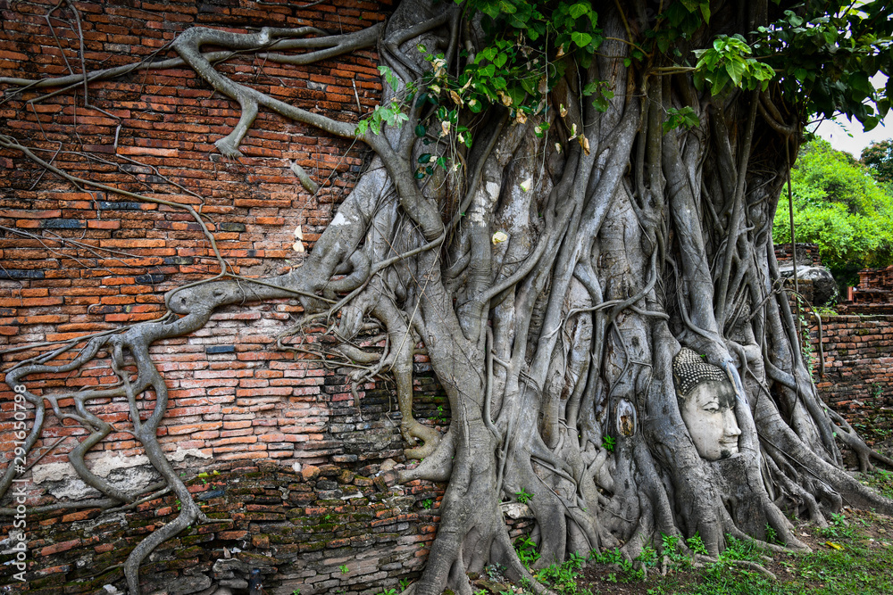 Obraz premium Head of a stone Buddha statue entwined in the roots of a tree and ancient brick wall at Wat Mahathat, “the temple of the Great Relic” one of the most important temples in Ayutthaya province, Thailand.