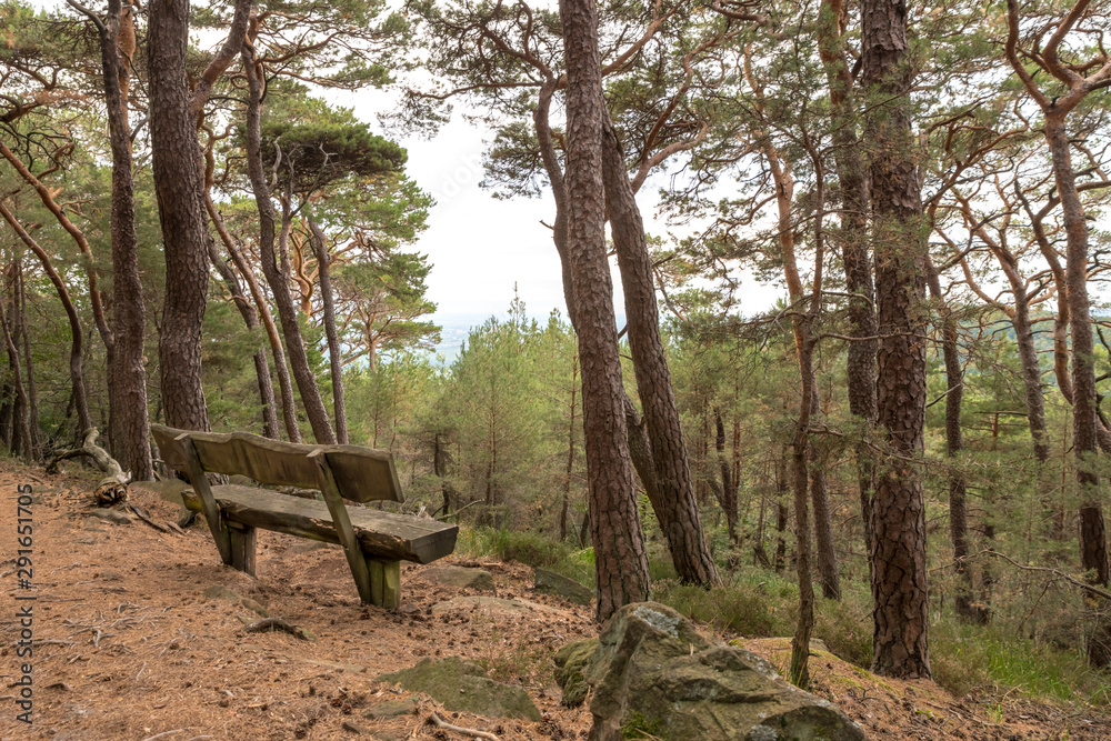 Old wooden bench stands under coniferous trees on a hill overlooking a valley