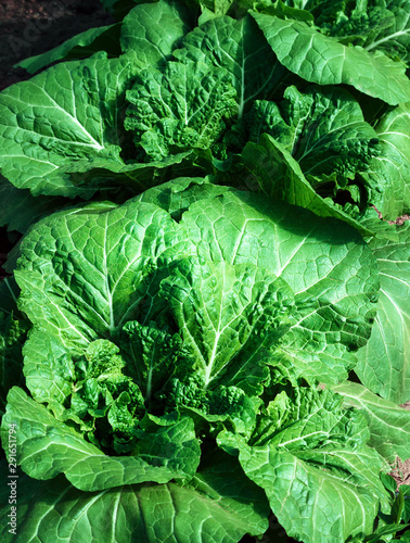 Chinese cabbage closeup on a bed in the garden