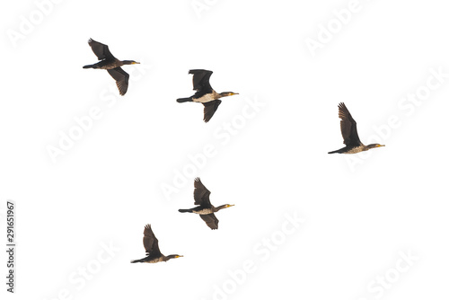 Flock of wild ducks in flight isolated on white background © Vastram