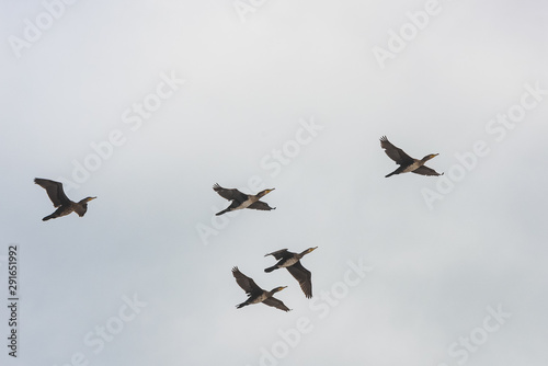 Flock of wild ducks in flight, bird migration south