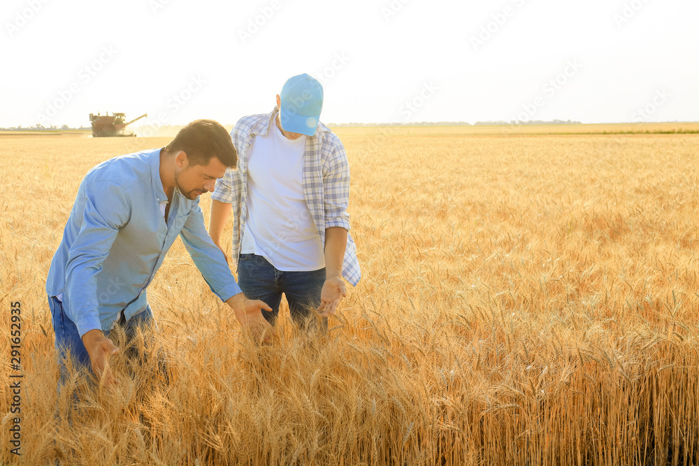 Male farmers working in wheat field - obrazy, fototapety, plakaty 