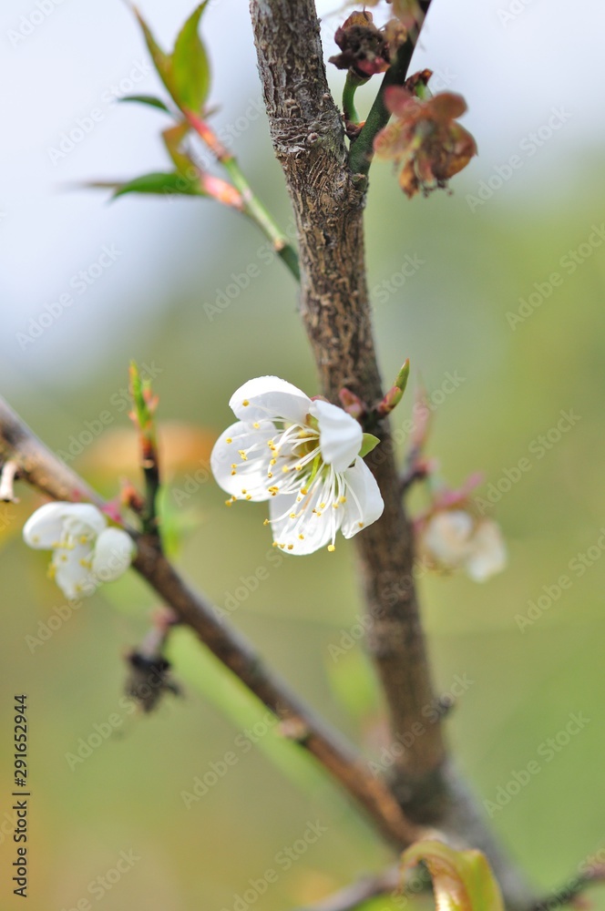 sakura flower in North of Thailand sakura flower in North of Thailand