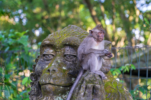 Portrait of a monkey sitting on a stone sculpture of a monkey at sacred monkey forest in Ubud  island Bali  Indonesia . Closeup