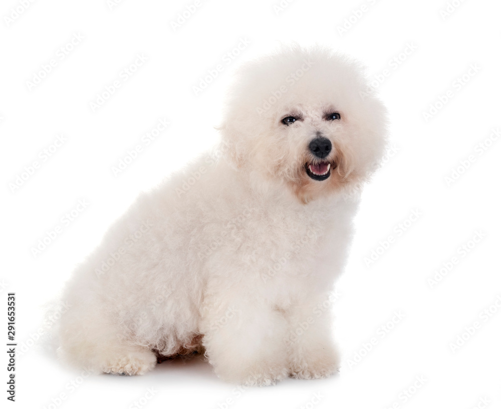 Bichon Frise in studio