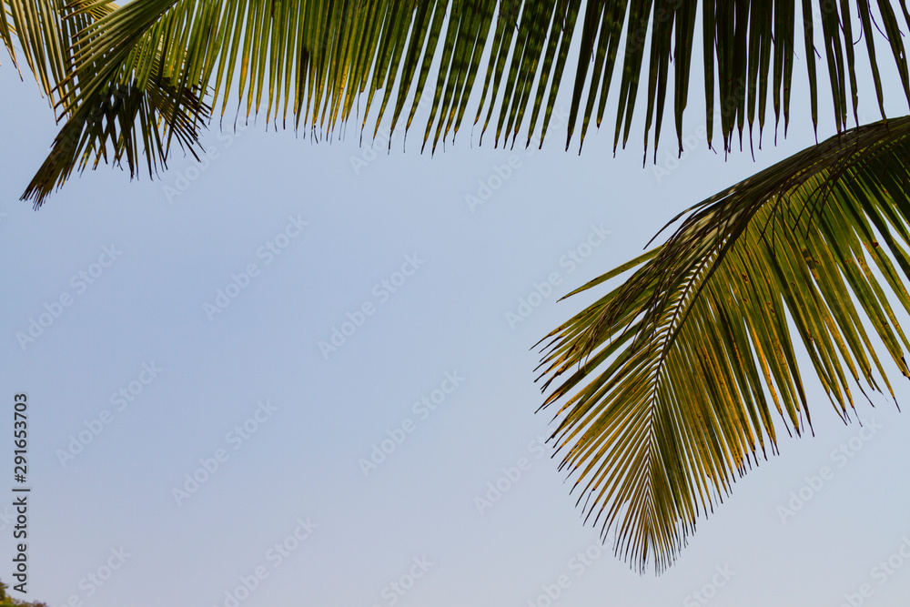 Bottom view leaves of coconut palm tree on blue sky background. Travel summer concept. Bottom view leaves of coconut palm tree on blue sky background. Travel summer concept.