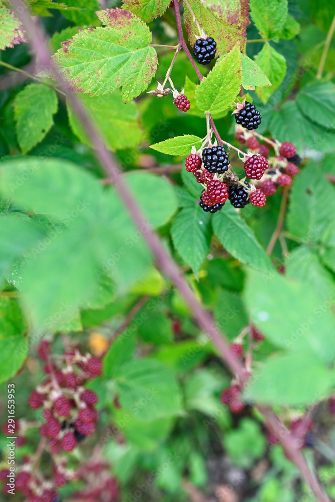 Ripe and unripe blackberries on the plant. Ripe and unripe blackberries on the plant.