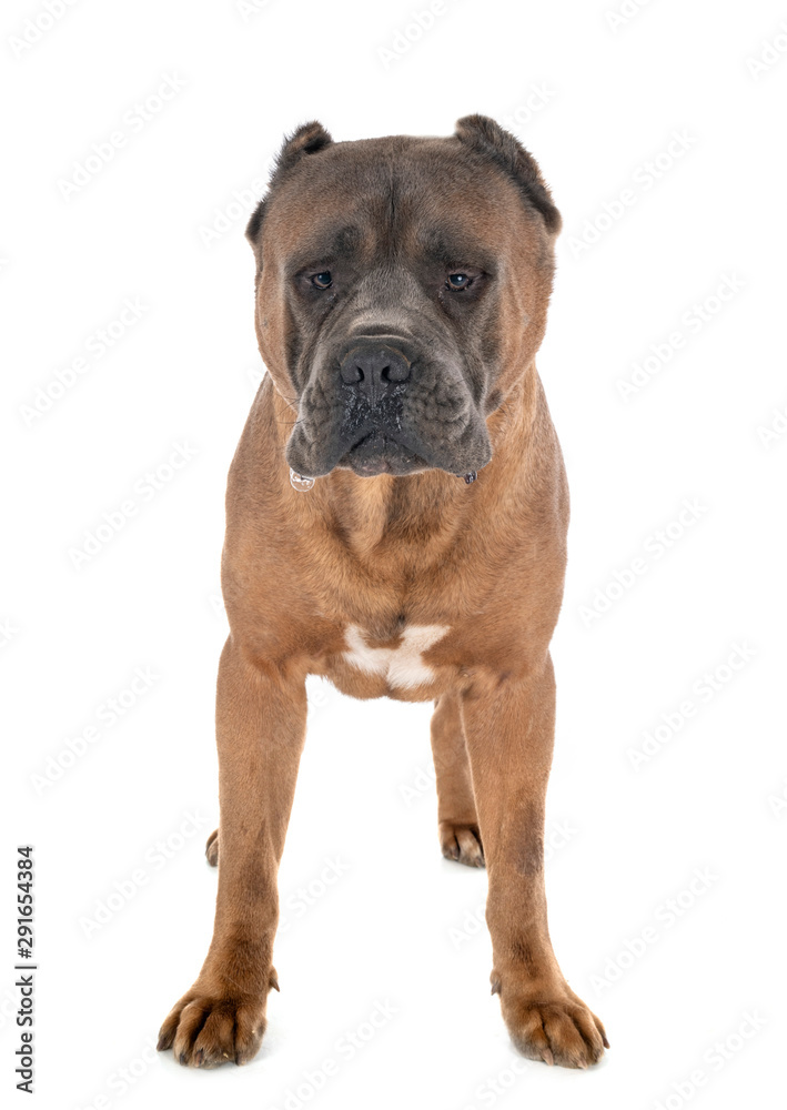 Obraz premium adult cane corso