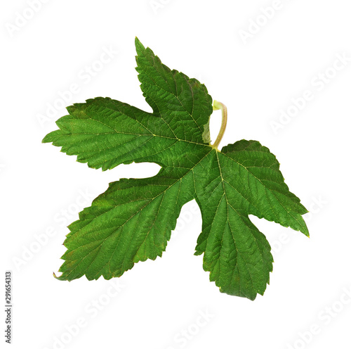 Green leaf of hops