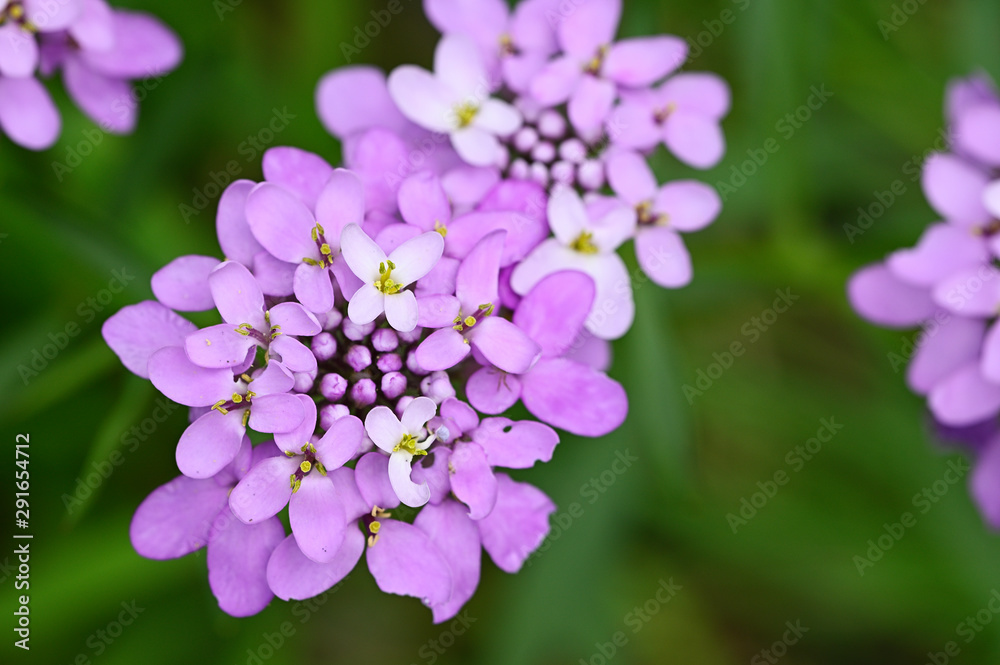 Pink flowers growing in a circular shape. Pink flowers growing in a circular shape.