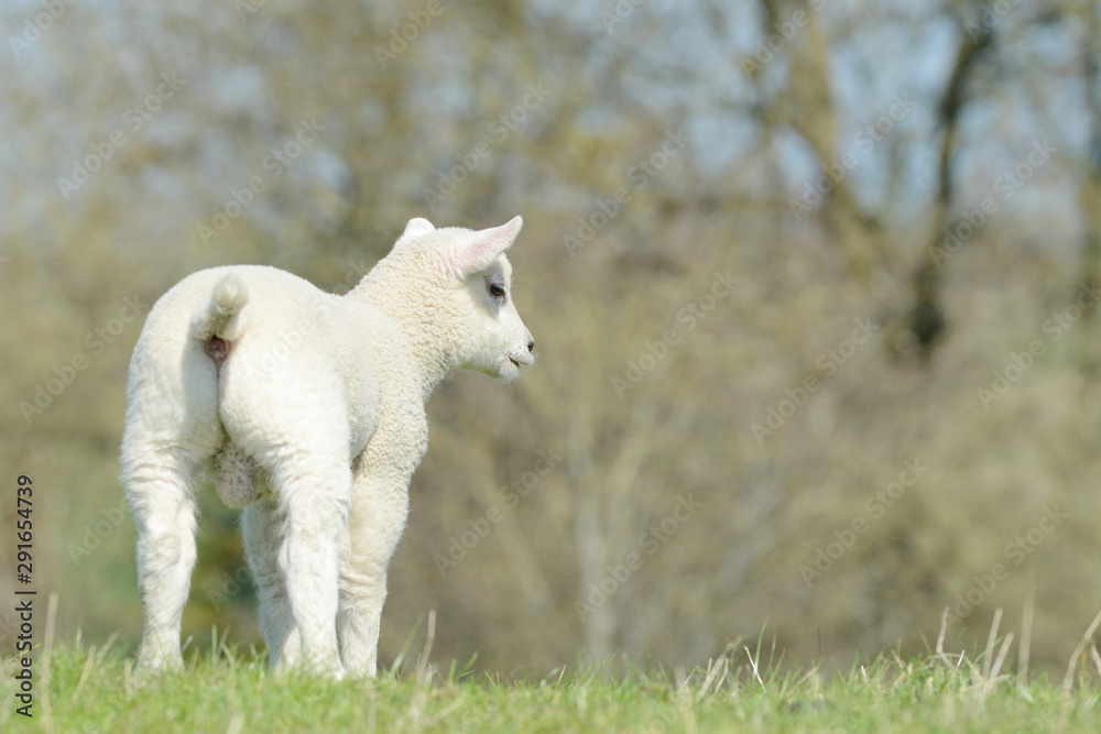 cute white sheep lamb standing on pasture and looking cute white sheep lamb standing on pasture and looking