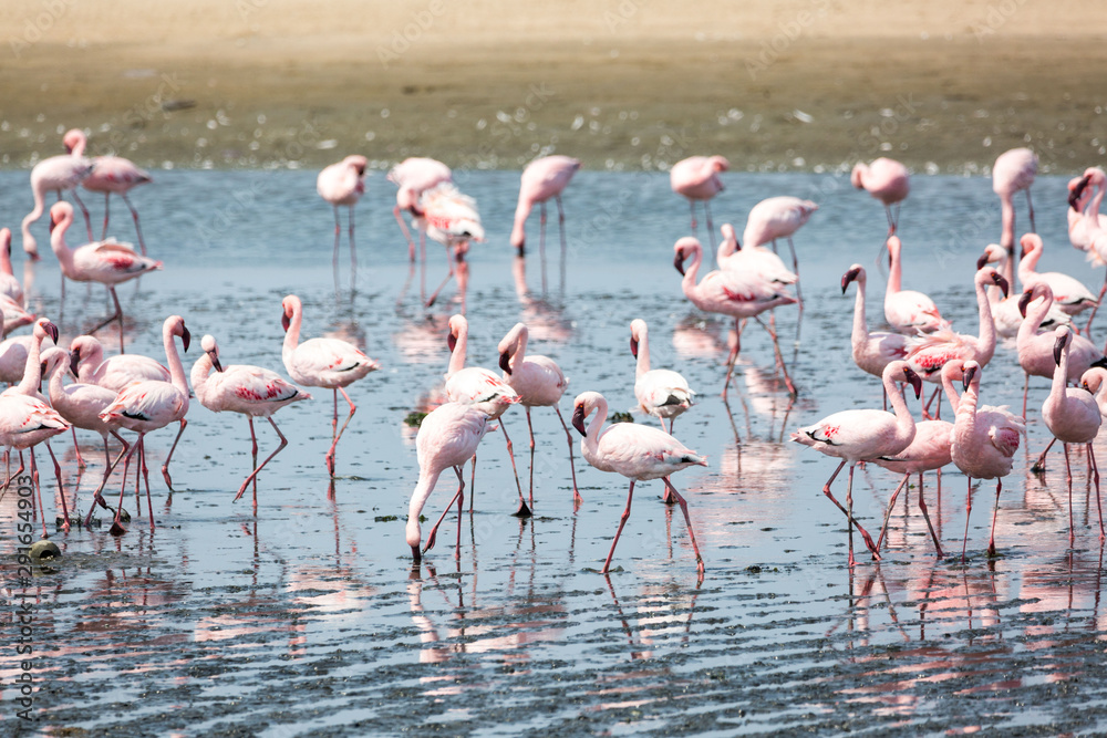 Obraz premium A swarm of pink flamingos searching for food in the water, Walvis Bay, Namibia, Africa