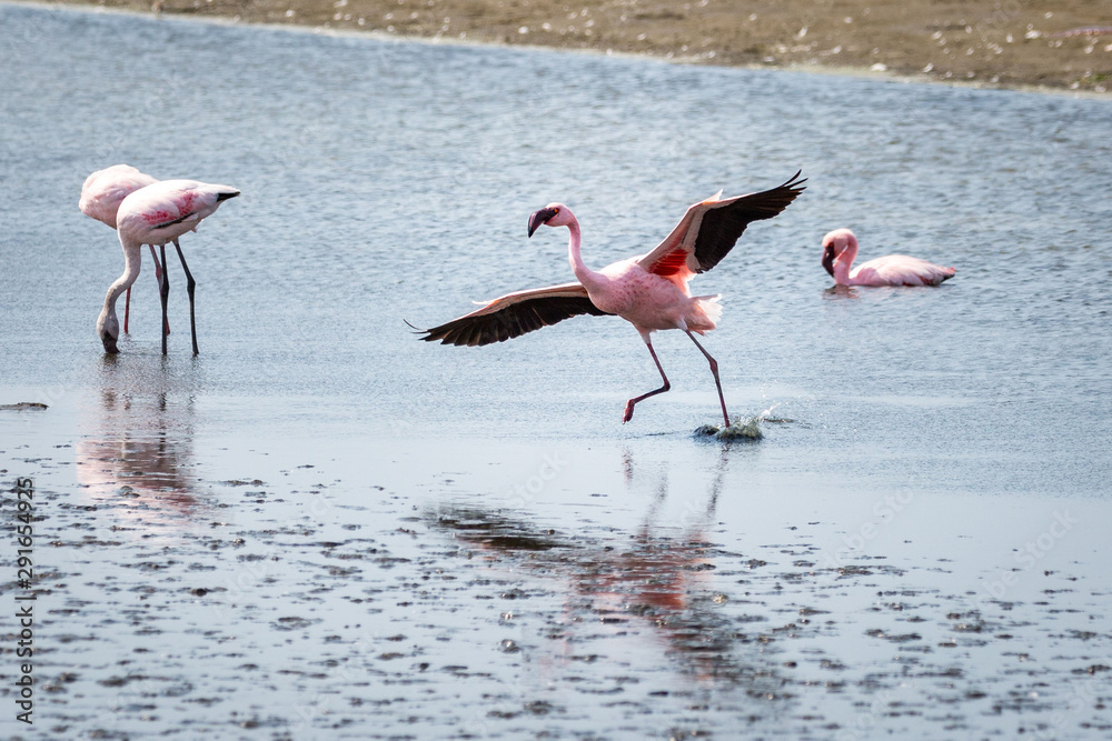 A landing pink flamingo, Walvis Bay, Namibia, Africa
