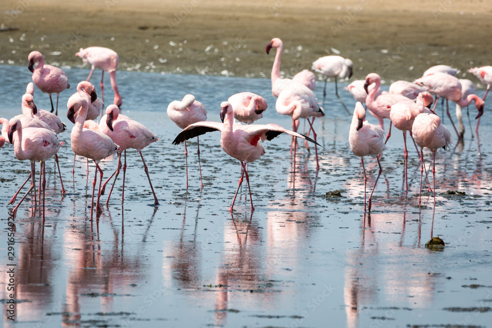 Naklejka premium A swarm of pink flamingos searching for food in the water, Walvis Bay, Namibia, Africa