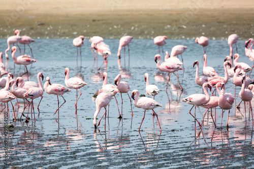 A swarm of pink flamingos searching for food in the water, Walvis Bay, Namibia, Africa