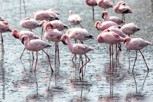 A swarm of pink flamingos searching for food in the water, Walvis Bay, Namibia, Africa © Nadine