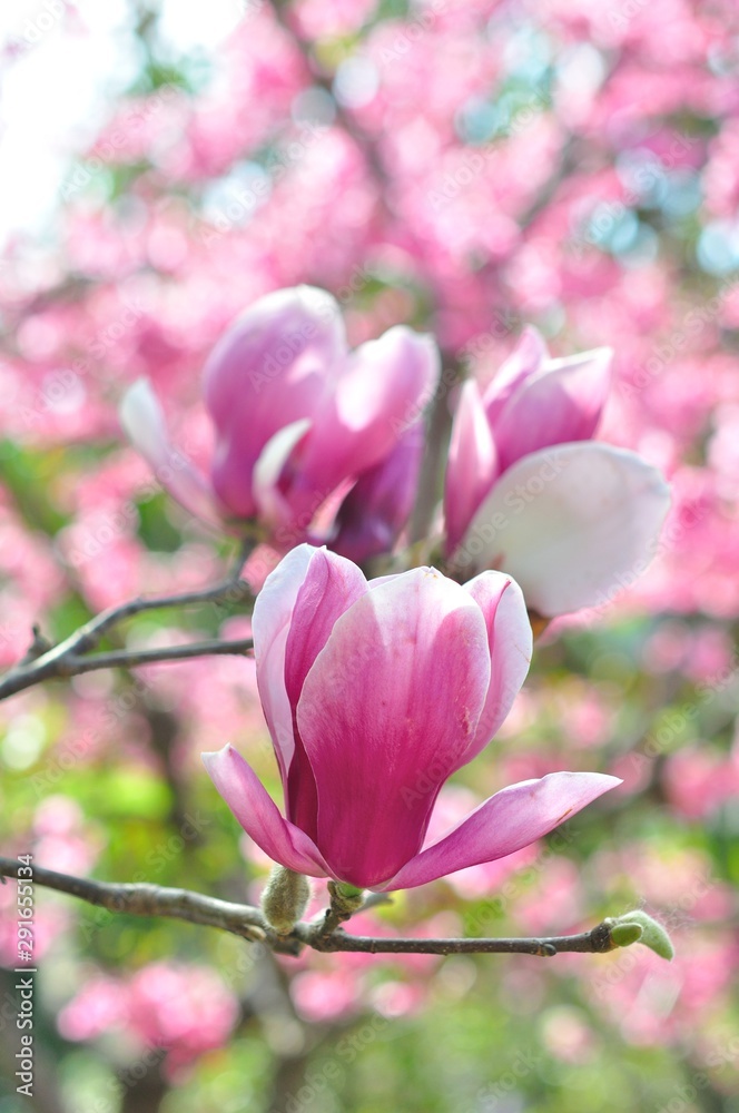 Fototapeta premium magnolia flower