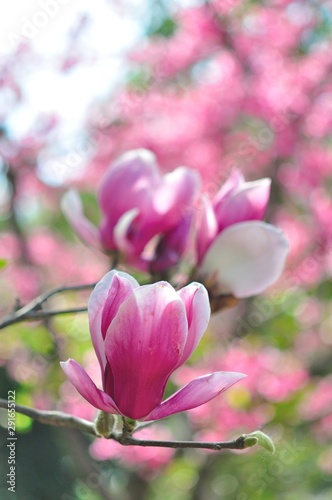magnolia flower © thitiya