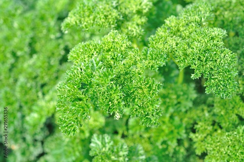 fresh lettuce in farm