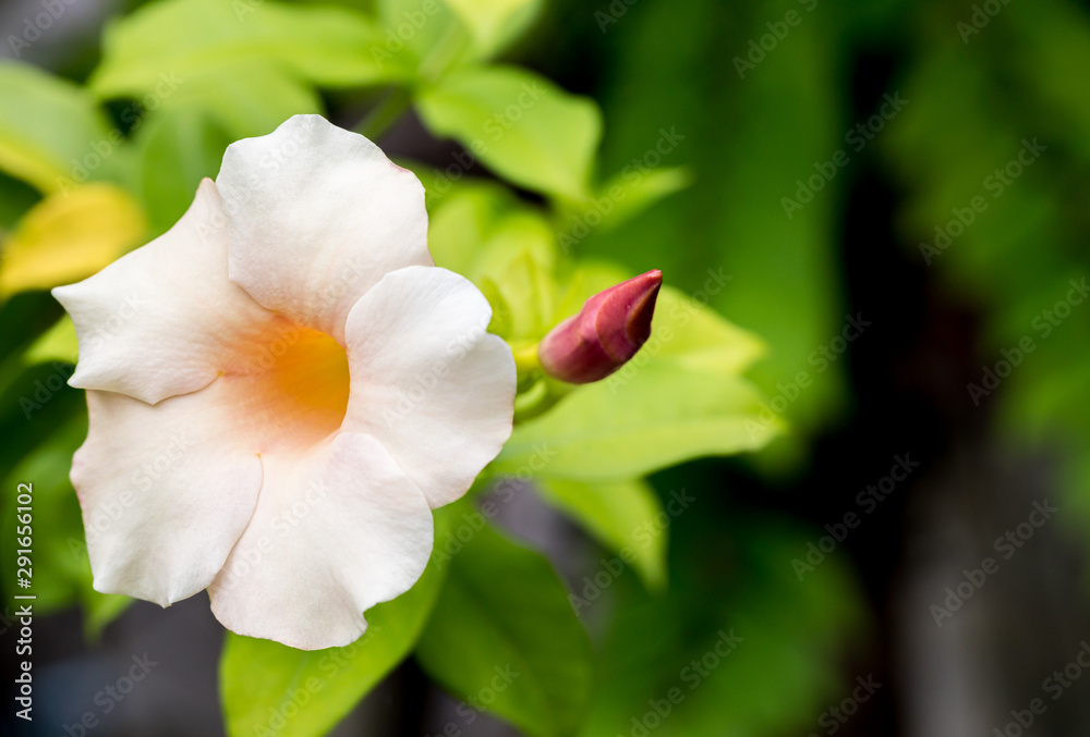 Morning glory flower pattern of cream color. White Japanese knotweed aka morning glory flower on a vine