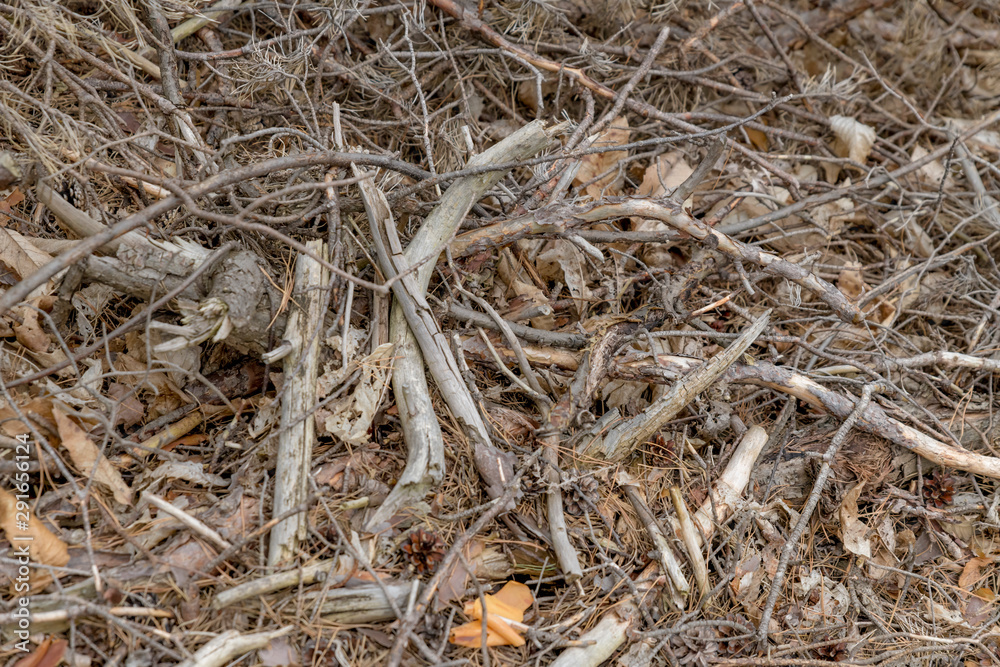 Forest soil with dry small branches and pine needles as background