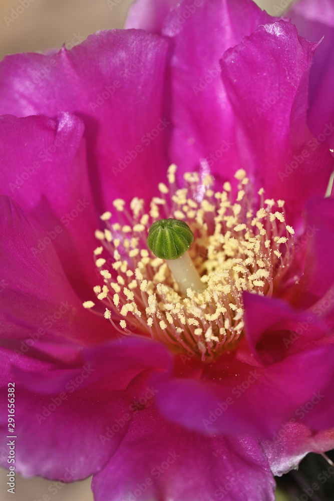 Detail of pink prickly pear cactus flower. Detail of pink prickly pear cactus flower.