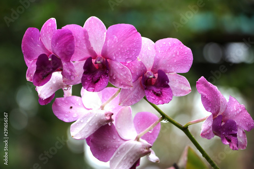 Purple orchid with water droplets attached to flowers