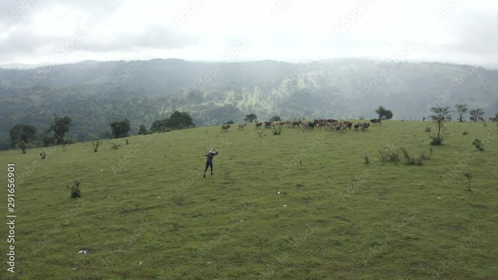 Aerial shot of a girl chasing a herd on a grass field on top of mountain during sunny day Aerial shot of a girl chasing a herd on a grass field on top of mountain during sunny day