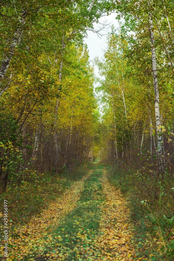 Birch grove on a bright sunny day in autumn. Birch grove on a bright sunny day in autumn.