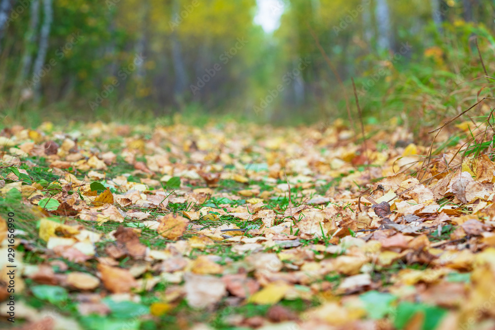 Fallen yellow leaves lie on a path in the autumn forest. Fallen yellow leaves lie on a path in the autumn forest.