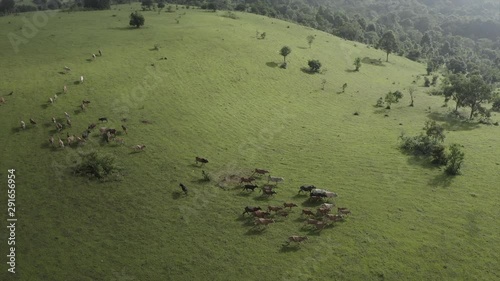 Aerial shot of a herd on a grass field on top of mountains during a sunny day photo
