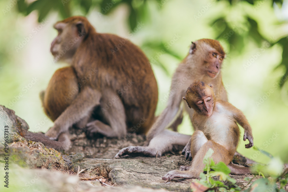 Mother macaqueand it's family in the jungle, Thailand.