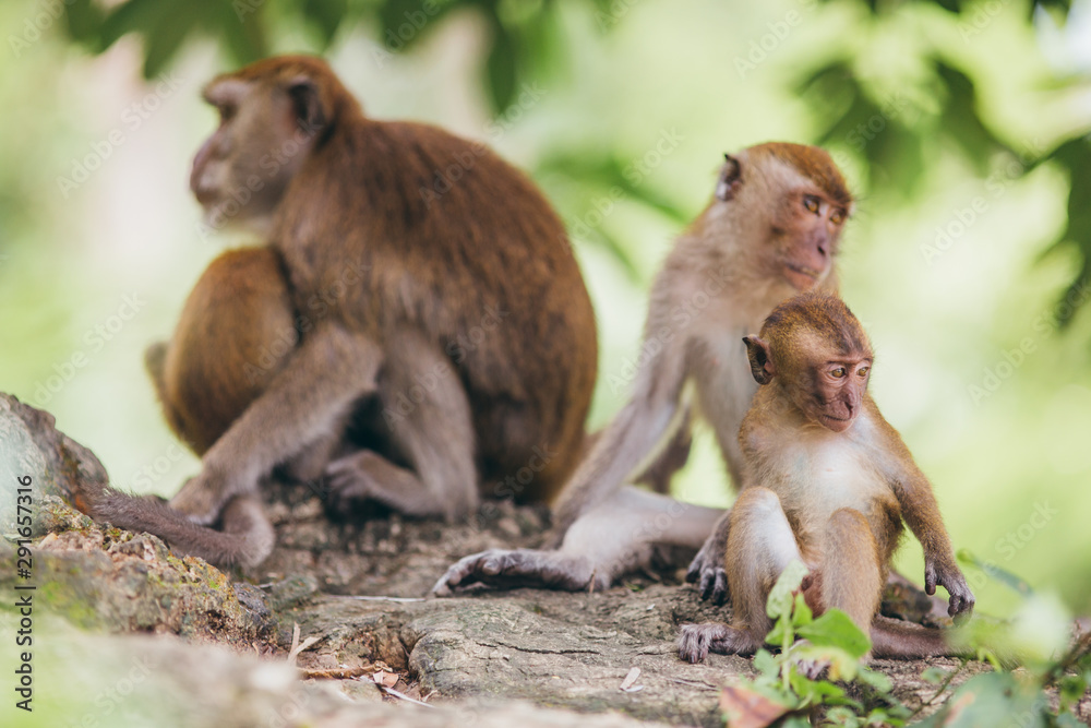 Mother macaqueand it's family in the jungle, Thailand.