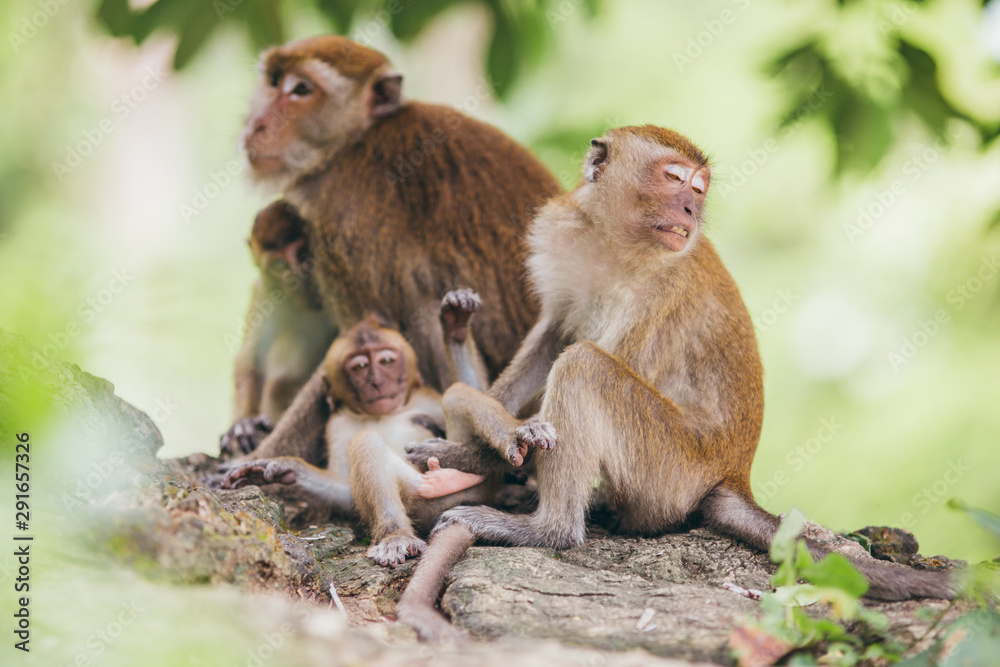 Fototapeta premium Mother macaqueand it's family in the jungle, Thailand.