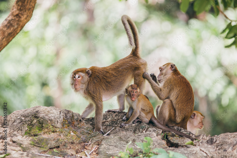 Fototapeta premium Mother macaqueand it's family in the jungle, Thailand.