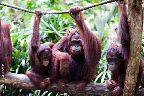 Orang Utan Monkey Ape Family - Endangered Wildlife Borneo Indonesia photo