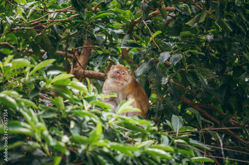 Mother macaqueand it's family in the jungle, Thailand.