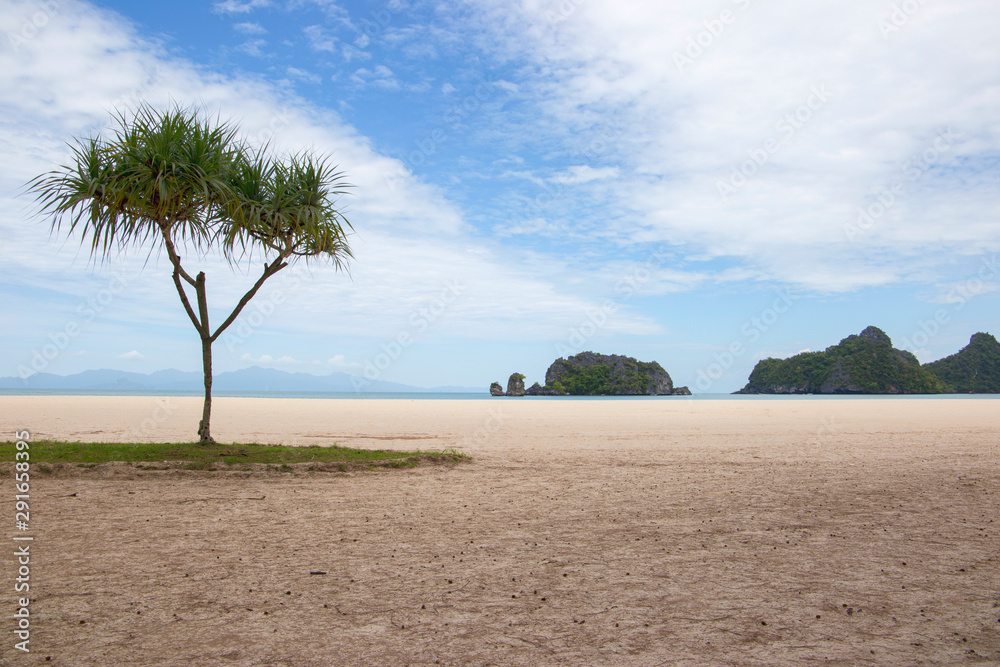 Palm tree on Tanjung Rhu beach in Langkawi island, Malaysia Palm tree on Tanjung Rhu beach in Langkawi island, Malaysia