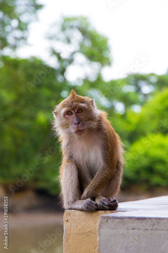 Monkey in Langkawi, Malaysia © evahh