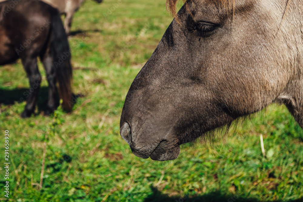 Fototapeta premium Wold horses on a meadow in national park